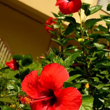 Hotel de apartamente Melissa Garden